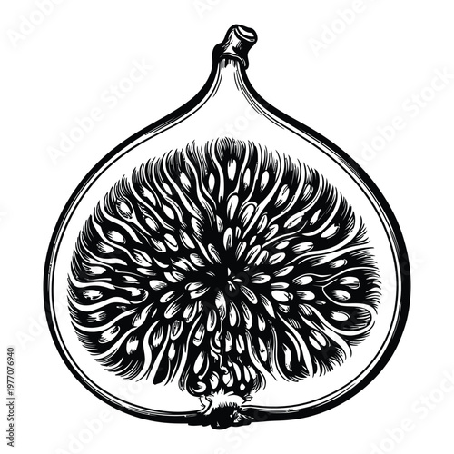 Detailed cross section of a fig fruit showcasing its internal structure as a dark silhouette