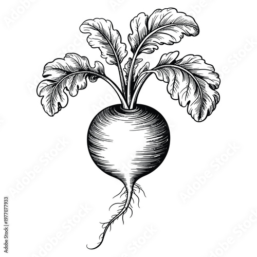 A detailed vintage illustration of a radish with leafy greens presented as a silhouette