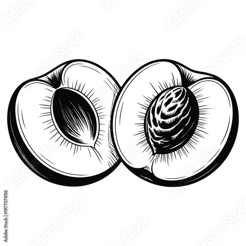 Detailed illustration of two halved peaches with visible pits a striking black silhouette