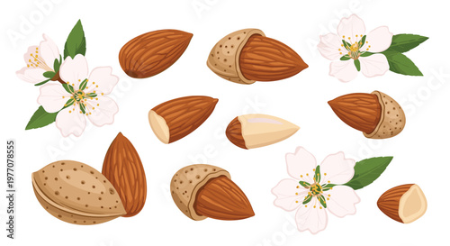 A beautiful arrangement of whole almonds in textured shells and smooth shelled nut meats is complemented by delicate white blossoms and green leaves.