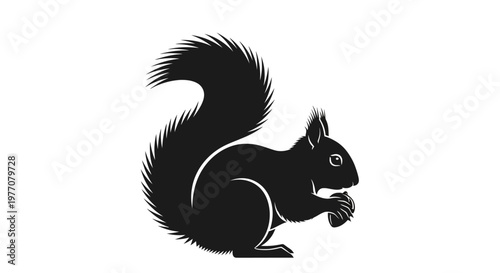 squirrel on a white background