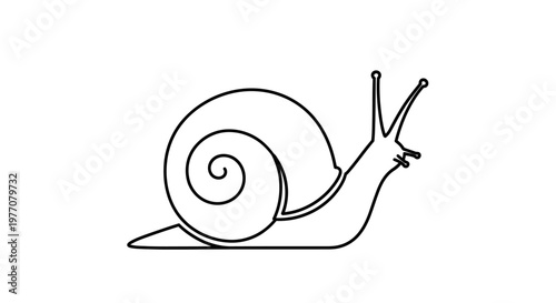 snail on a white background