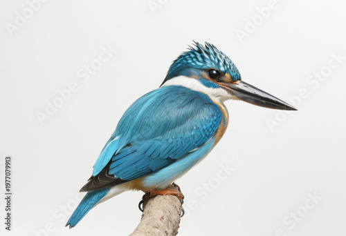 Collared kingfisher perched on a branch, turquoise-blue wings, black beak, seaside bird, white background