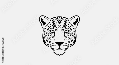 leopard on white background