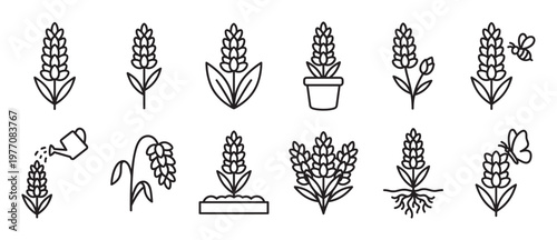 Collection of simple black outline lavender flower icons depicting various growth stages and interactions, presented in a clean, minimalist style