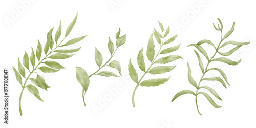 A sprig of eucalyptus, willow, or olive with green leaves. Watercolor illustration. Spring branches, a set isolated on a white background. Fresh foliage for the spring and summer seasons.