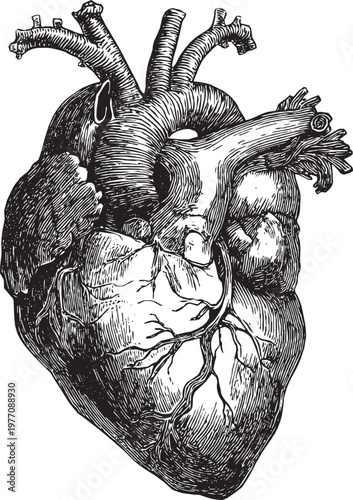 Stylized anatomical human heart with major blood vessels, vector illustration.