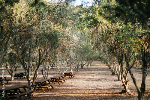 Line of Olive Tree Plantation with Wooden Picnic Tables Stock Image