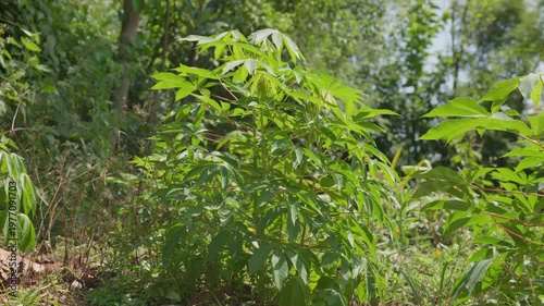Green cassava plant growing in a tropical agricultural field in sunlight