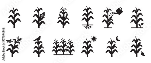 Various black silhouette corn plant icons illustrate different growth stages and environmental conditions in a clean, graphic style