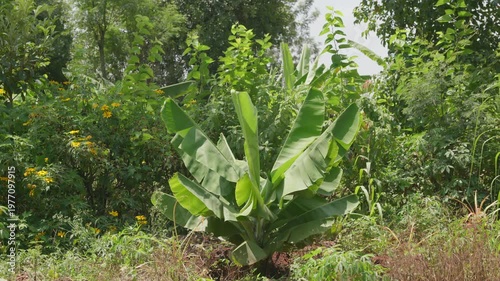 Green banana tree growing in a lush forest with sunlight