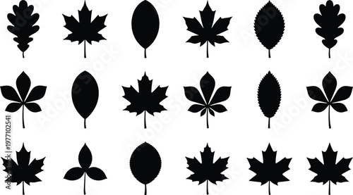 Collection of black leaf silhouettes featuring various tree species like oak, maple, and chestnut, designed as a minimalist vector set for botanical illustrations and seasonal nature decor.