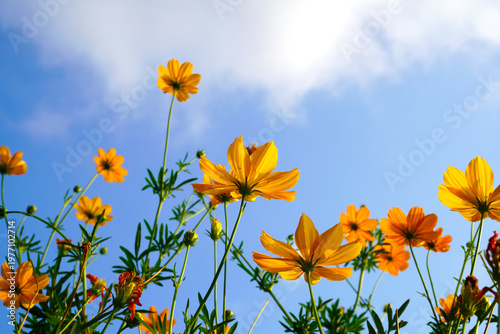 Colorful yellow orange cosmos flowers on blurred green leaf nature background. Yellow and orange marigolds bloom profusely in spring and summer. The background is the sky.