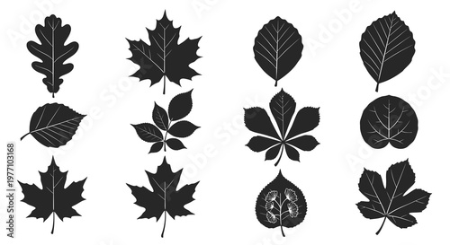 Black Silhouette Collection of Various Tree Leaves