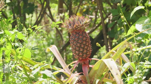 Unripe pineapple fruit growing on a tropical plant in a lush green garden