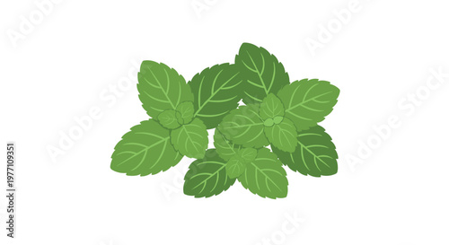 A fresh cluster of multiple vibrant green mint leaves featuring distinct serrated edges and detailed veins is arranged in a flat overlapping composition.