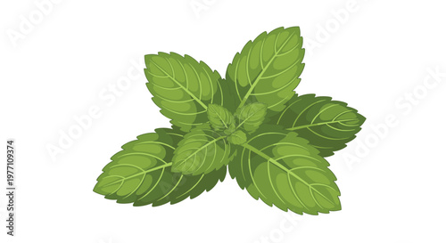 A meticulously detailed arrangement of bright green mint leaves showcases deep textural ridges and a central cluster of small emerging foliage.