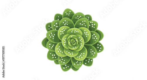 A vibrant green succulent plant with rounded leaves and delicate white speckles sits perfectly centered against a pristine white background in a top-down view.