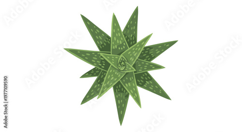 An elegant dark green aloe succulent with sharp pointed leaves and intricate light spots is displayed against a clean white background in a flat lay.