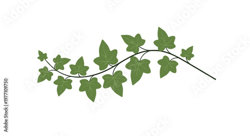 A single horizontal branch of lush green ivy displays its pointed lobed leaves while stretching gracefully across a pristine and minimalist white space.