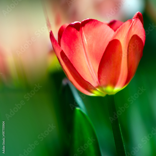 red tulip on green background