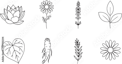 Herbal plants and medicinal flowers line art vector illustration set. collection includes lotus, chamomile, lavender, and ginseng root outlines.