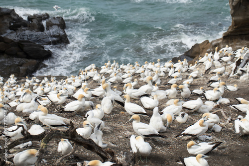Gannet seabird colony with chicks on coastal cliff above ocean New Zealand