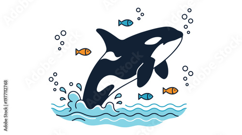 Killer whale jumping out water vector illustration orca whale splash ocean wildlife art.