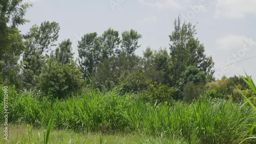 Strong wind blowing on tall green grass and trees in a summer landscape