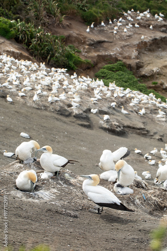 Gannet colony with chicks on coastal cliff New Zealand