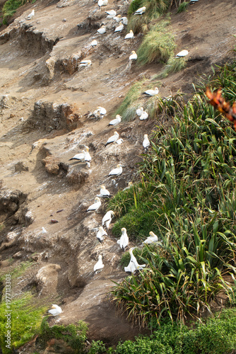 Gannet seabirds nesting on coastal slope with grass New Zealand
