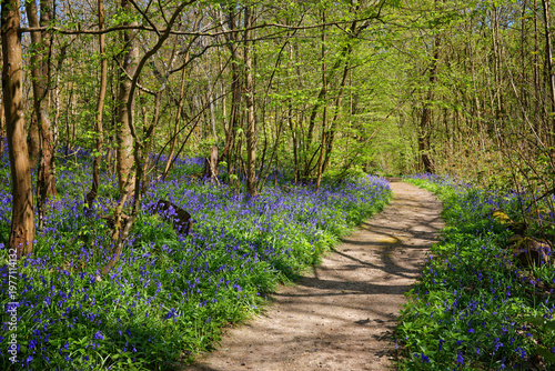 A Walk in the Bluebells at Hole Park in Kent UK