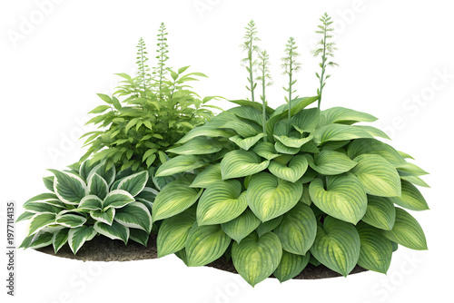 Green hosta plant bush isolated on a transparent background, lush garden foliage.