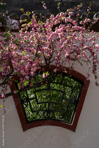 flowers in the window