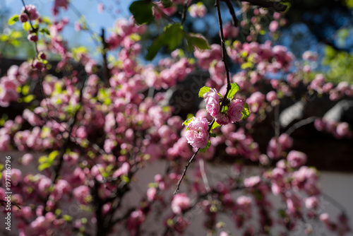 pink flowers in the garden