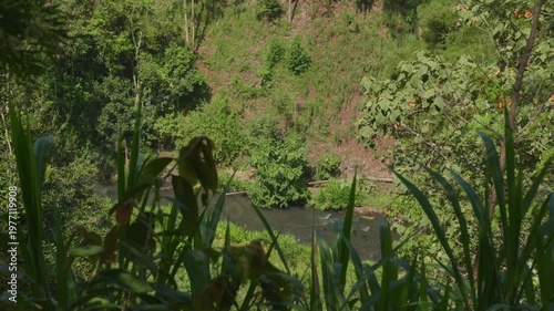 Secluded jungle river flowing through a lush tropical rainforest environment