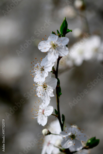 Fleurs de fruitier