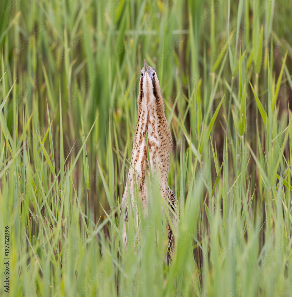 Obraz premium Eurasian Bittern (Botaurus stellaris) in a Reed Bed