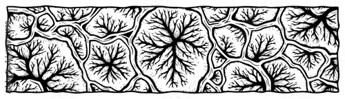 Organic pattern of leaf veins or biological cells in a detailed vintage woodcut engraving style