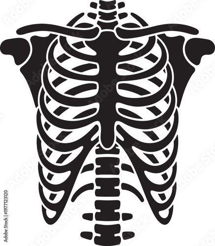 Stylized Human Ribcage and Upper Spine Anatomy Illustration