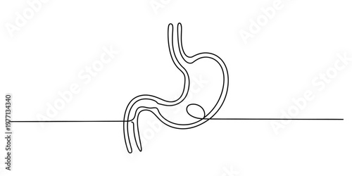 A single continuous line drawing of the human stomach organ showing the anatomy of the digestive