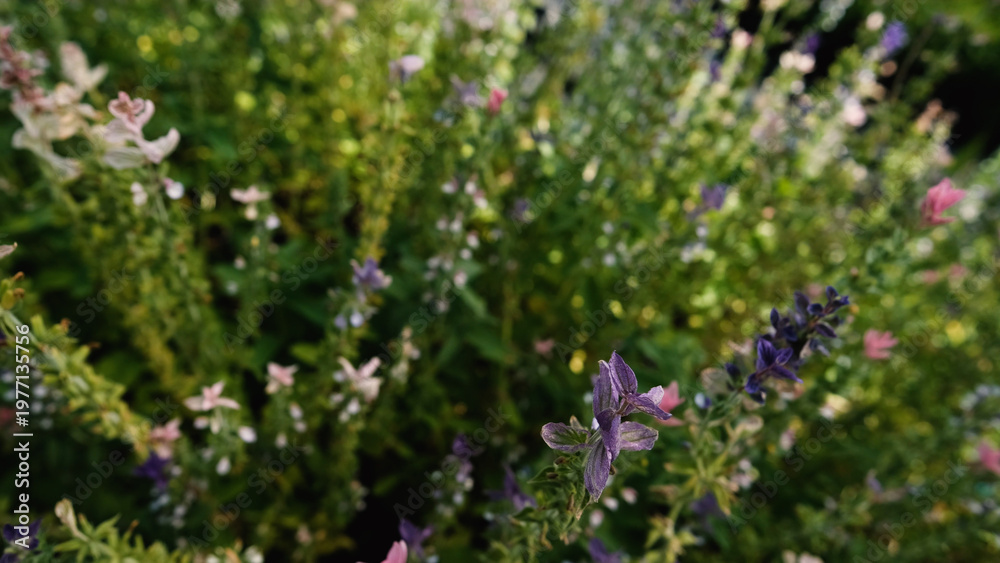 Obraz premium Salvia horminum with tall, branched stems and multicolored flowers, growing in a Siberian plant nursery. This vibrant sage from the mint family thrives in dry soils and full sun.