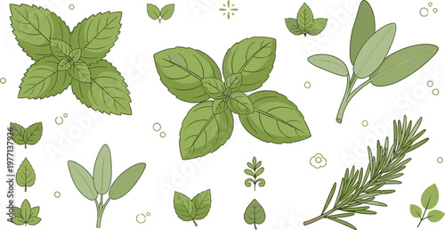Fresh green herb leaves vector set with mint sage rosemary foliage botanical illustration collection isolated on white background
