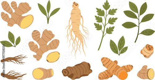Ginger turmeric and ginseng root vector set with medicinal herbal plants and spices botanical illustration isolated on white background