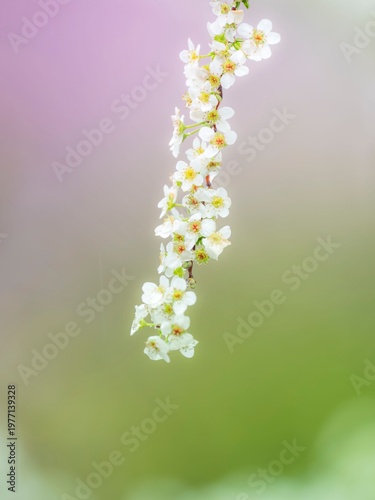 雨上がりのユキヤナギの花。やわらかいグラデーションの背景。春の公園や花壇を彩るユキヤナギのある風景。自然風景素材。