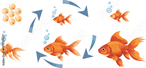 Goldfish life cycle illustration with growth stages from eggs to adult fish in aquarium environment isolated on white background