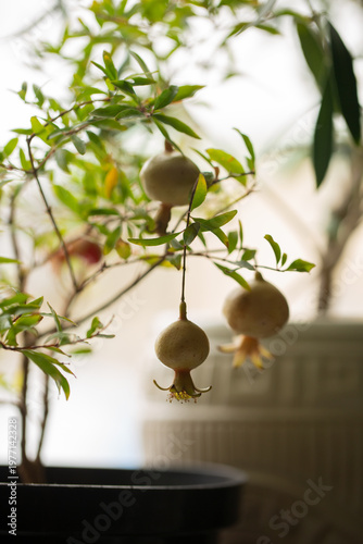 Young pomegranate fruits on a branch indoors