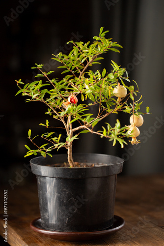 Pomegranate bonsai tree with ripening fruits in black pot indoors