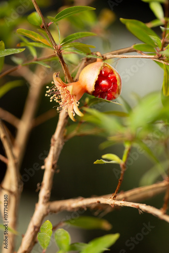 Ripe pomegranate fruit on indoor tree with soft natural light