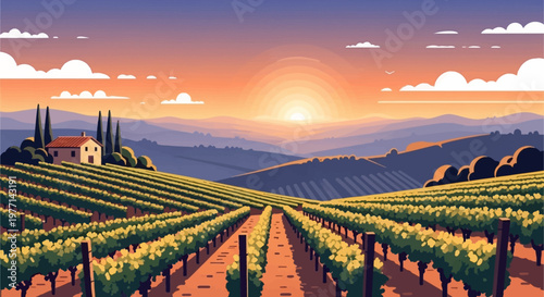 Vibrant Vineyard Rows Bathed in Golden Sunset Light